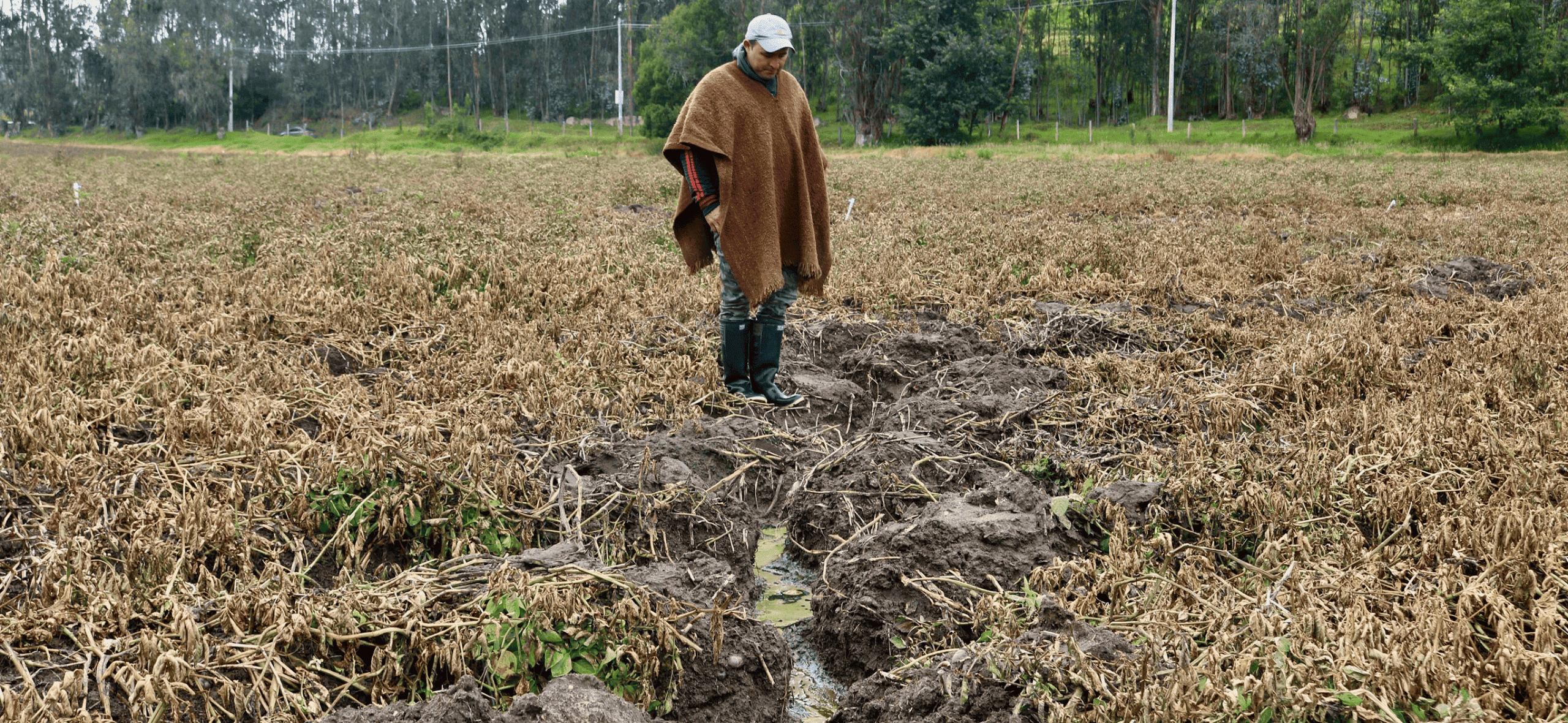 Cultivo de papa afectado por encharcamientos tras semanas de lluvias intensas en Sabana Centro.
