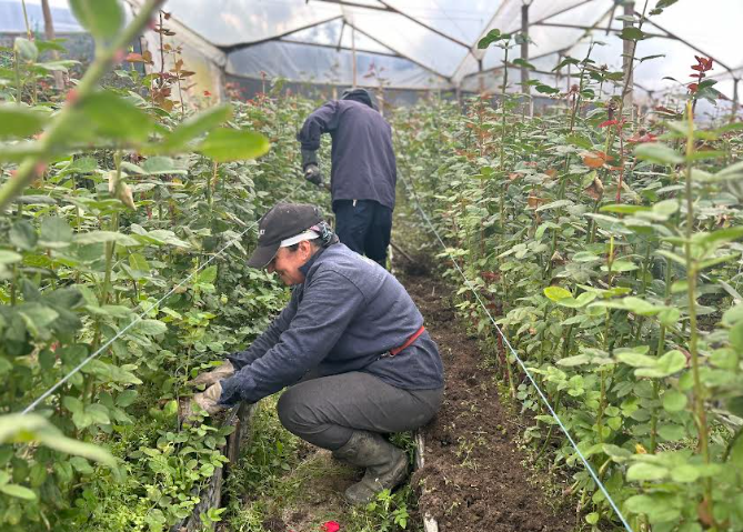 Cultivadores de rosas