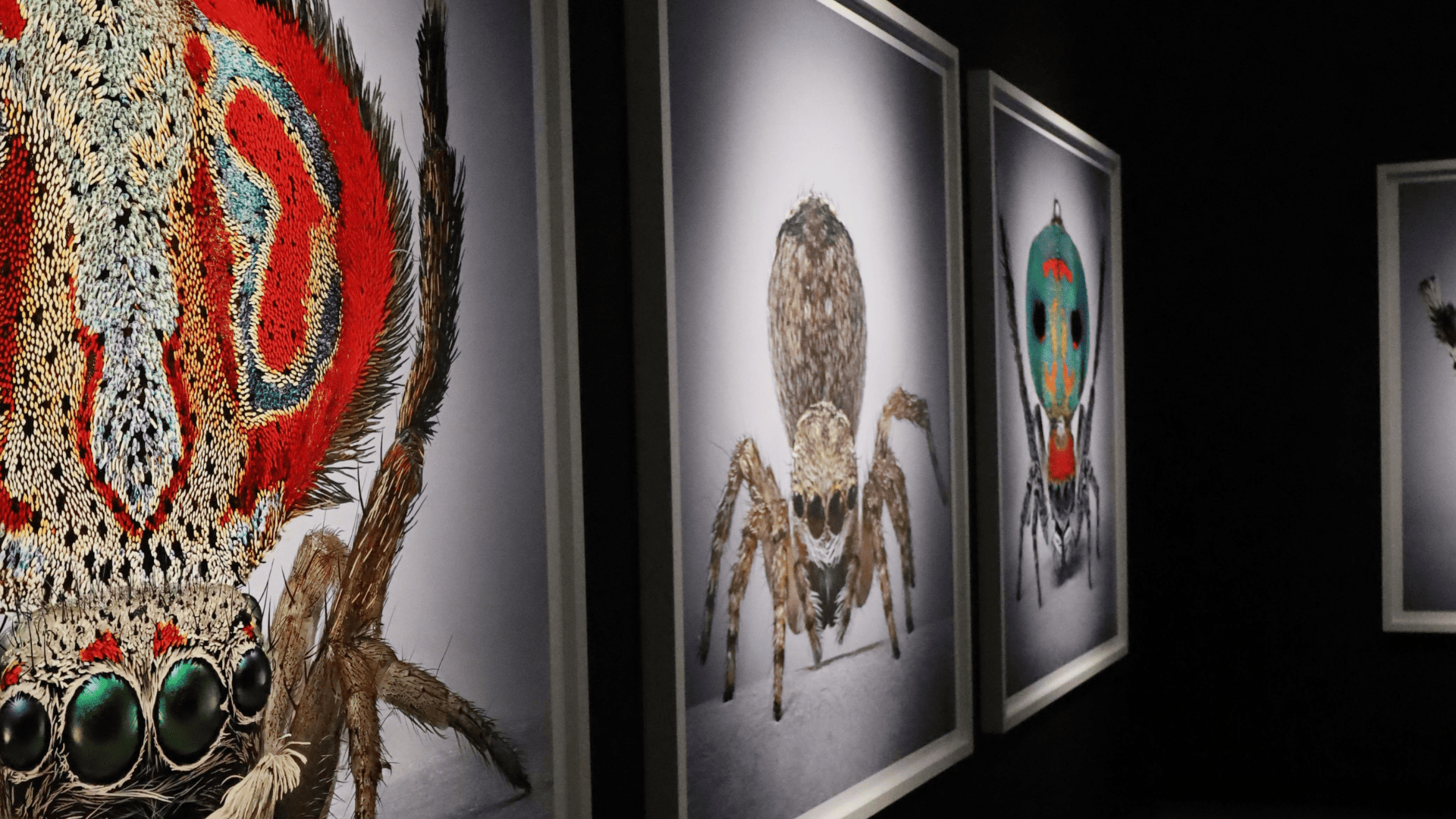 Exposición Arañas del Paraíso de la artista María Fernanda Cardoso