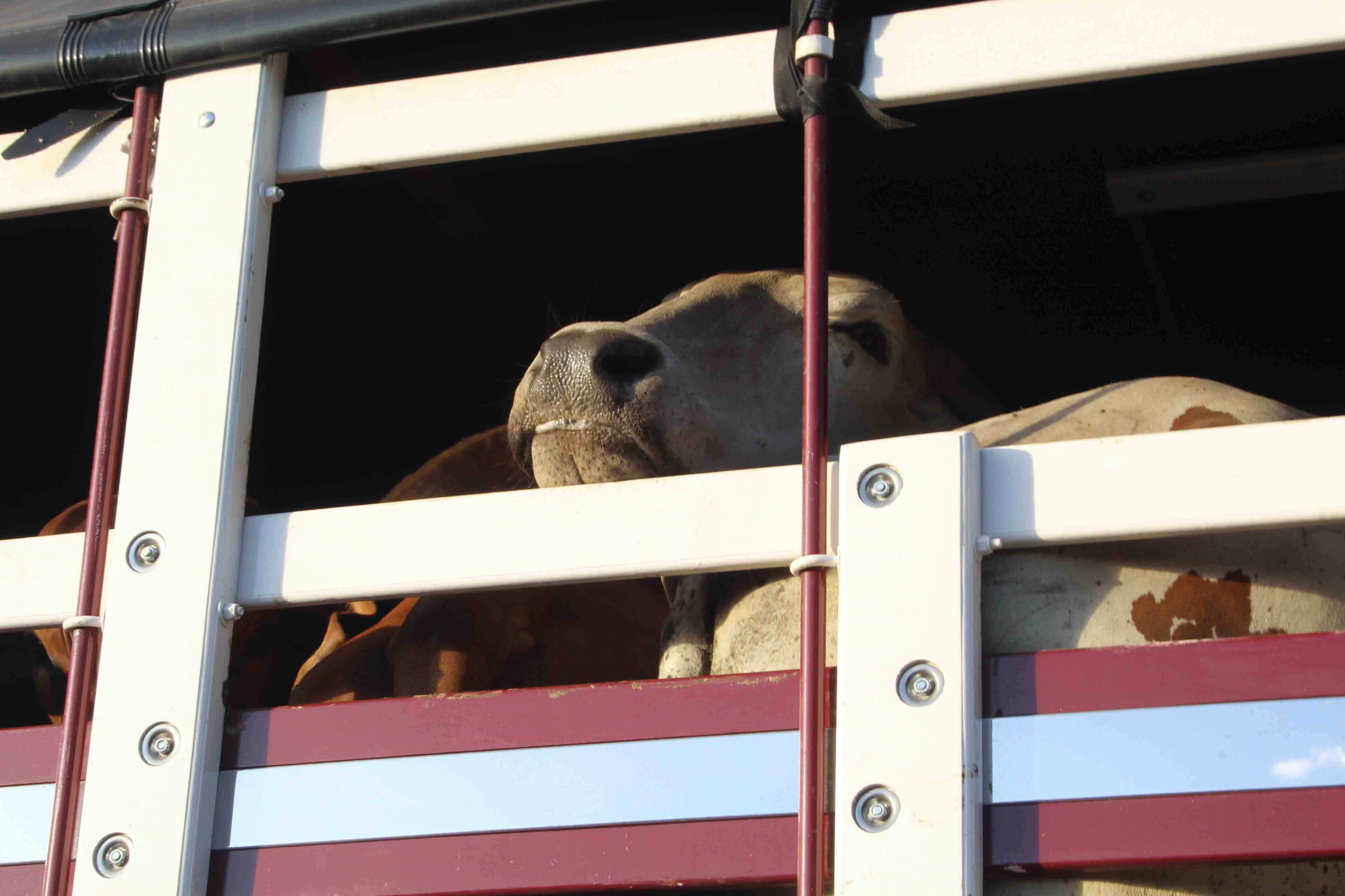 vaca dentro de un camión de transporte de ganado. Solo se ve su cabeza y parte del cuerpo a través de las rendijas del vehículo. La vaca tiene el hocico grande y húmedo.