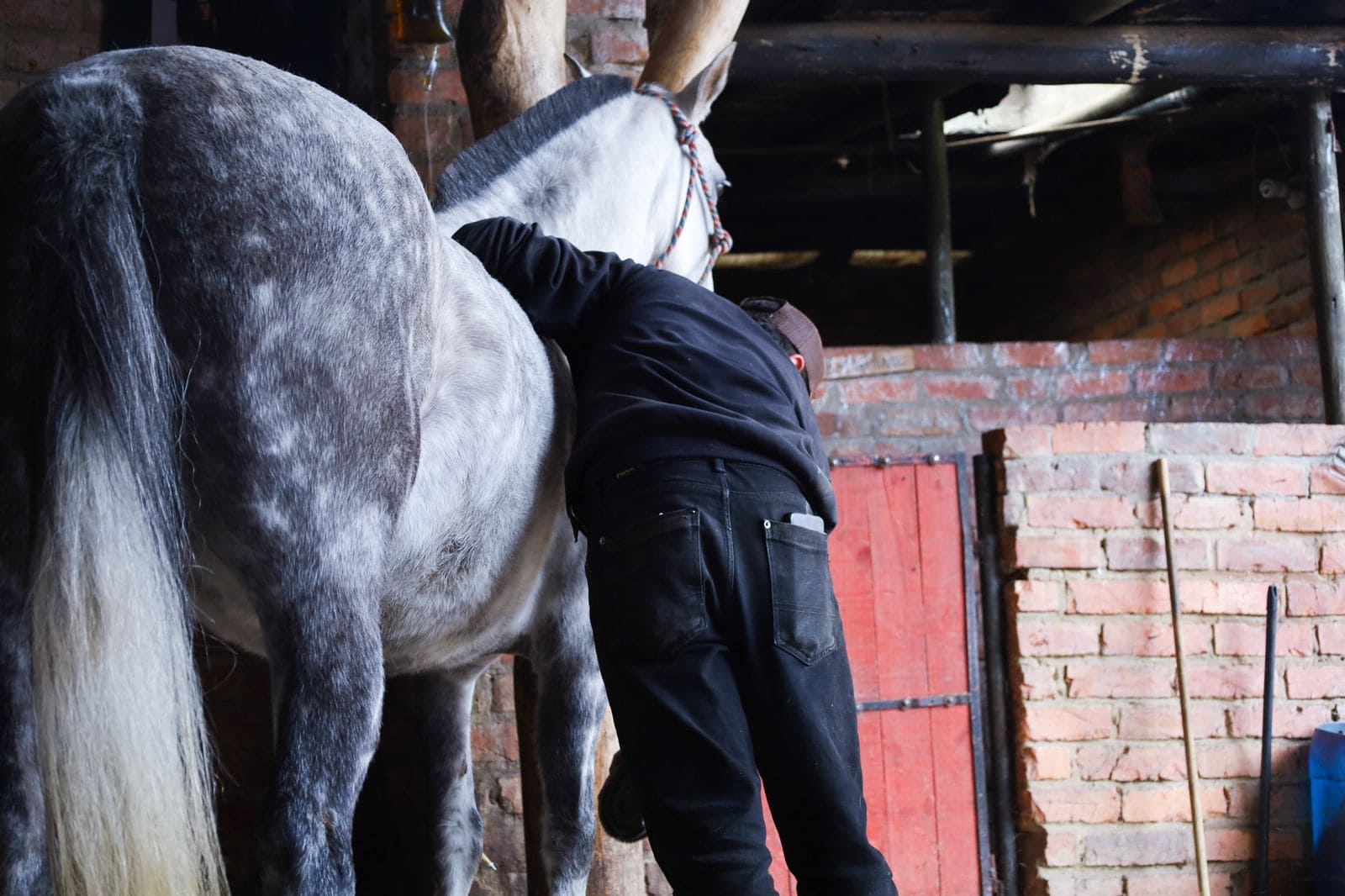 Caballo de paso fino Colombiano