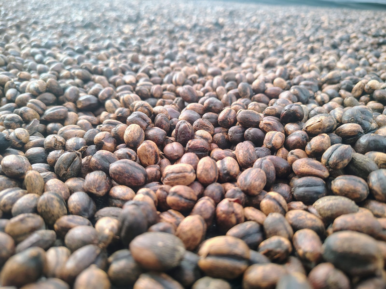 Granos de café en proceso de secado, una de las etapas más afectadas por el exceso de lluvias durante la crisis cafetera de 2026.